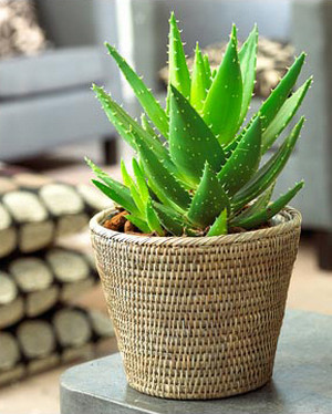 PunjabKesari Indoor Plants